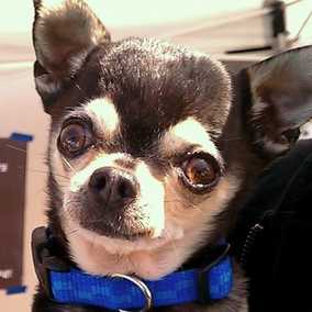 Chiquito