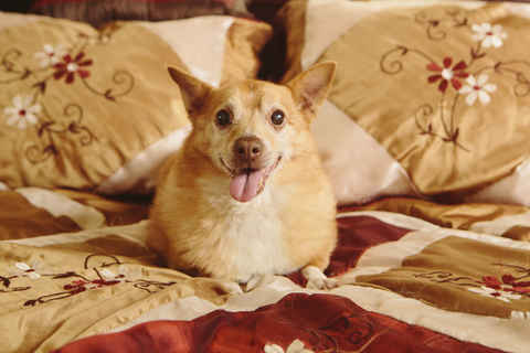 Sparky
