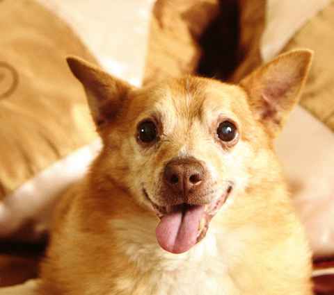 Sparky