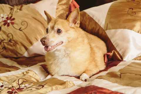 Sparky