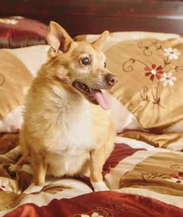 Sparky