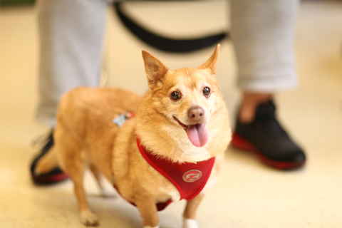 Sparky