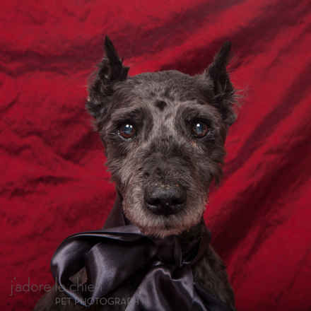 Archibald