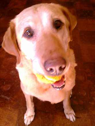 Candie