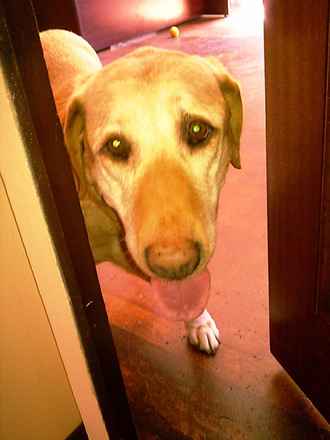 Candie