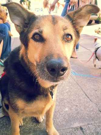 Dixie