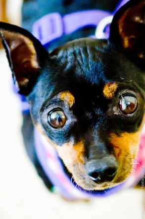Roxy