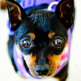 Roxy