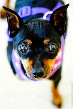 Roxy