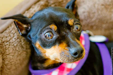 Roxy