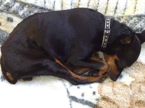 Roxy