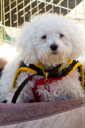 Benji