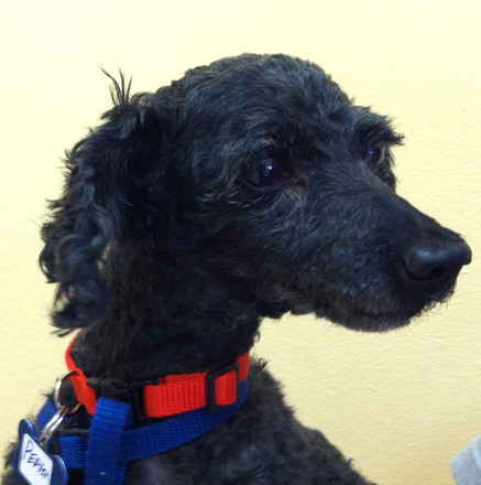 Pepper