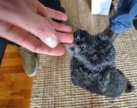 Pepper