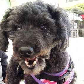 Pepper