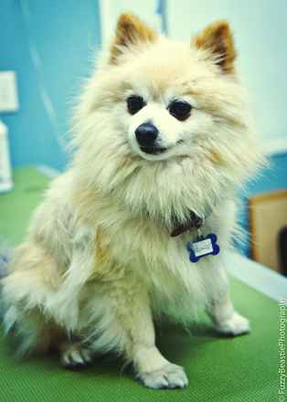Prince