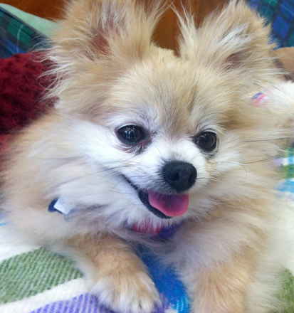 Poppy