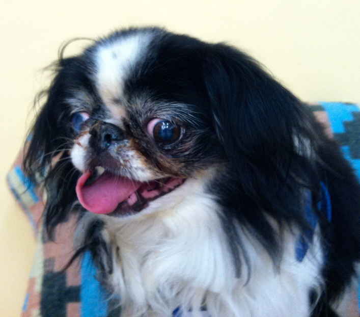 Mojo