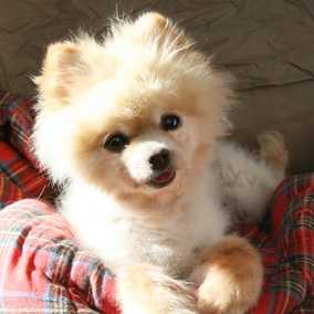 Floyd