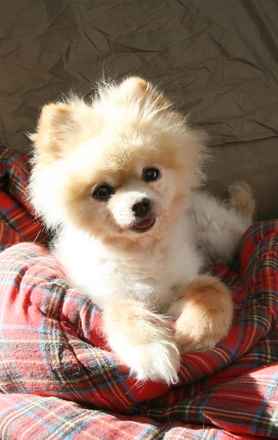 Floyd