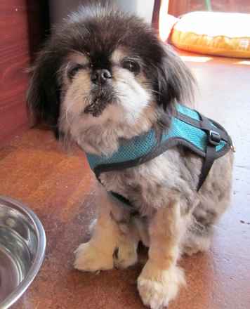Mitzi