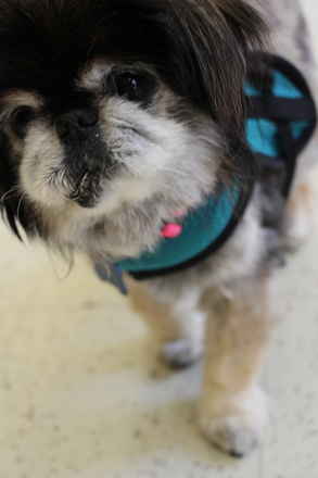 Mitzi