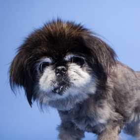 Mitzi