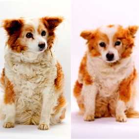 Minnie and Macey
