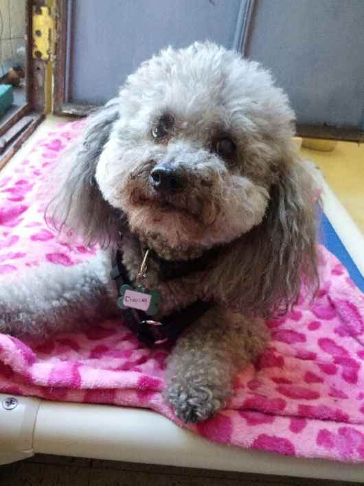 Chancy