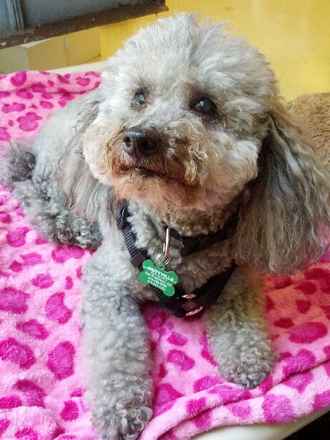 Chancy