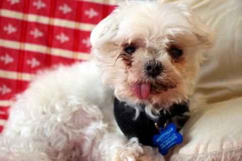 Mr. Big
