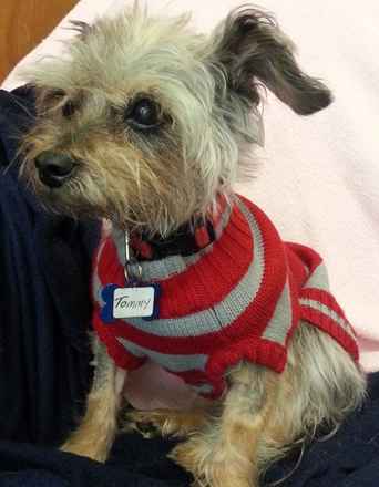 Tommy