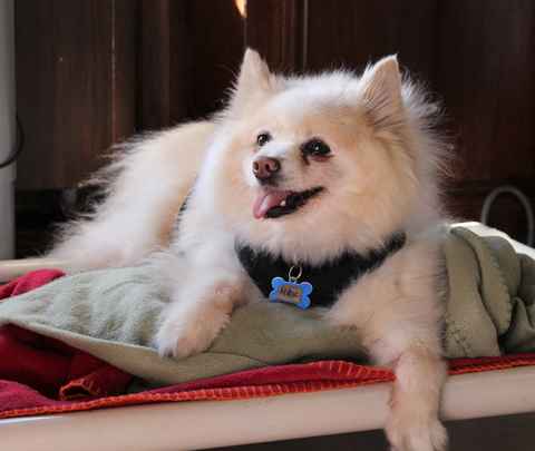 Max
