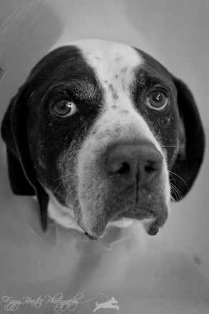Rex