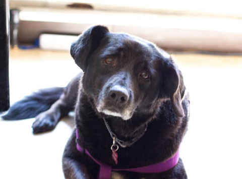 Zoe