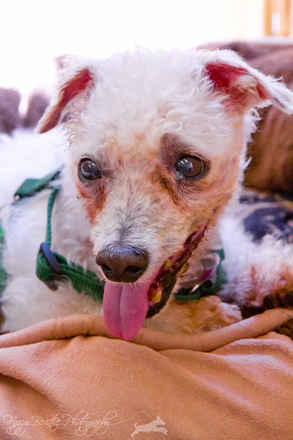 Possum