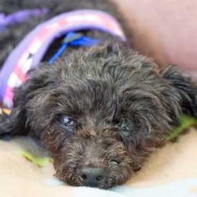 Bitsy
