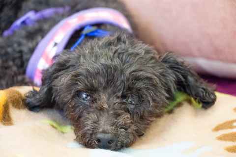 Bitsy