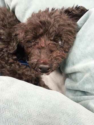 Bitsy