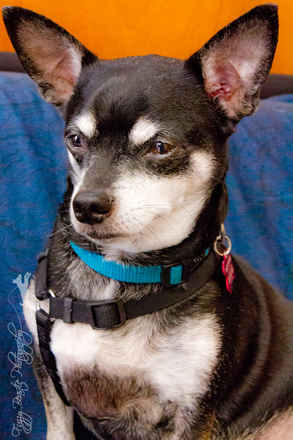 Buster