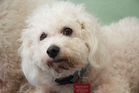 Sweetie Pie
