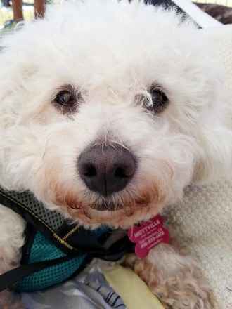 Sweetie Pie