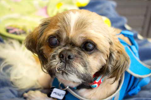Mugsy