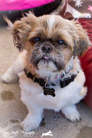 Mugsy