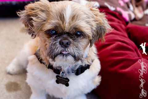 Mugsy