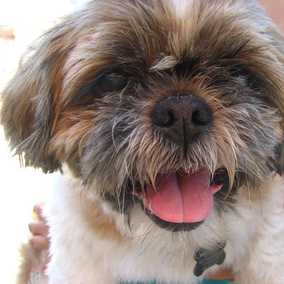 Mugsy