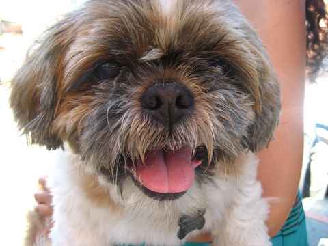Mugsy