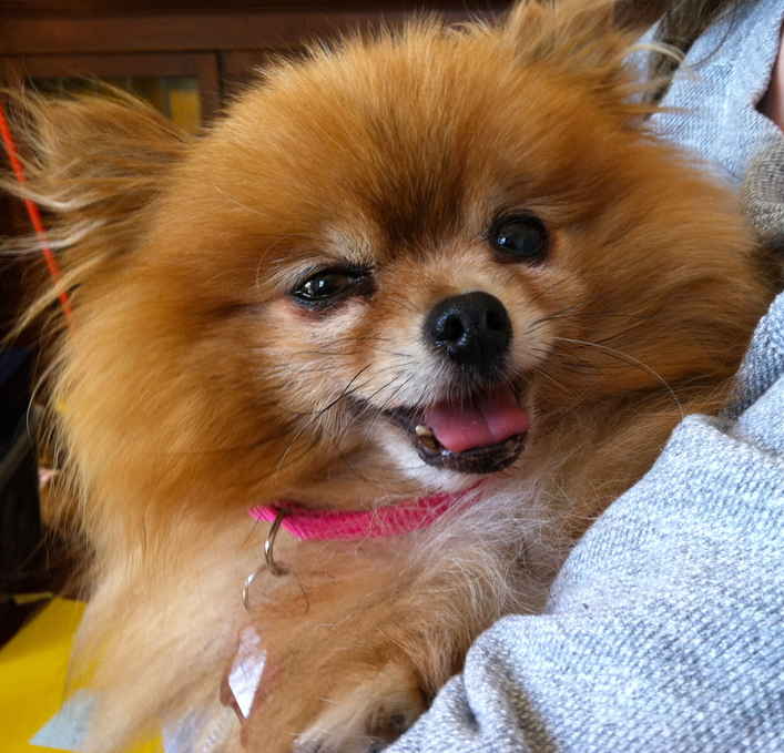 Trixie