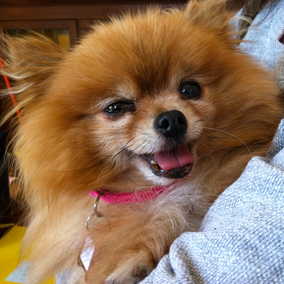 Trixie
