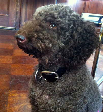 Coco